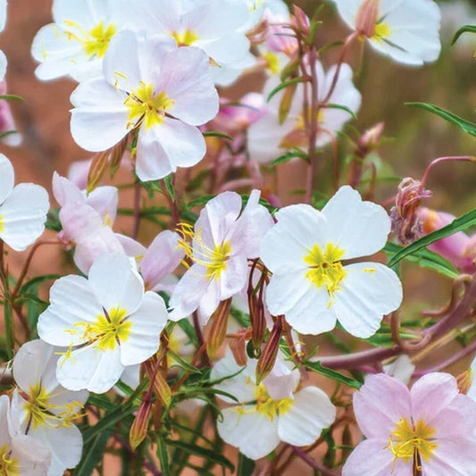 Pale Evening Primrose Seeds | Non-GMO Oenothera pallida | Perennial Yellow Flower Seeds for Pollinators & Garden