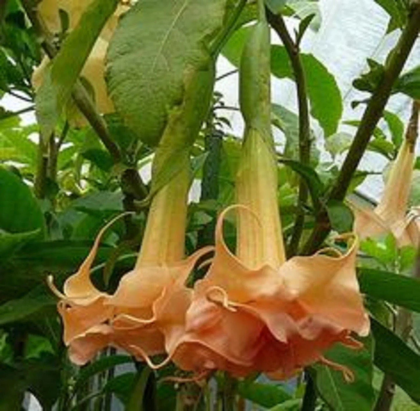 Angel Trumpet Seeds - Honeymoon Rose Variety, Brugmansia Datura, Flower Seeds for Garden, Hummingbird & Butterfly Attracting