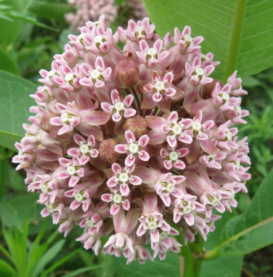 Milkweed Seeds 50+ Pack | Common Perennial Butterfly Flower | Asclepias Syriaca for Pollinator Garden