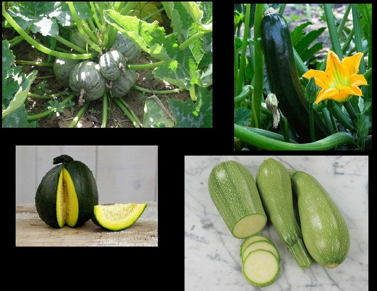 Zucchini Seeds Pack – Black Beauty, Round Grey Tatume & Spineless Green Cucurbita pepo, Summer Squash for Gardening