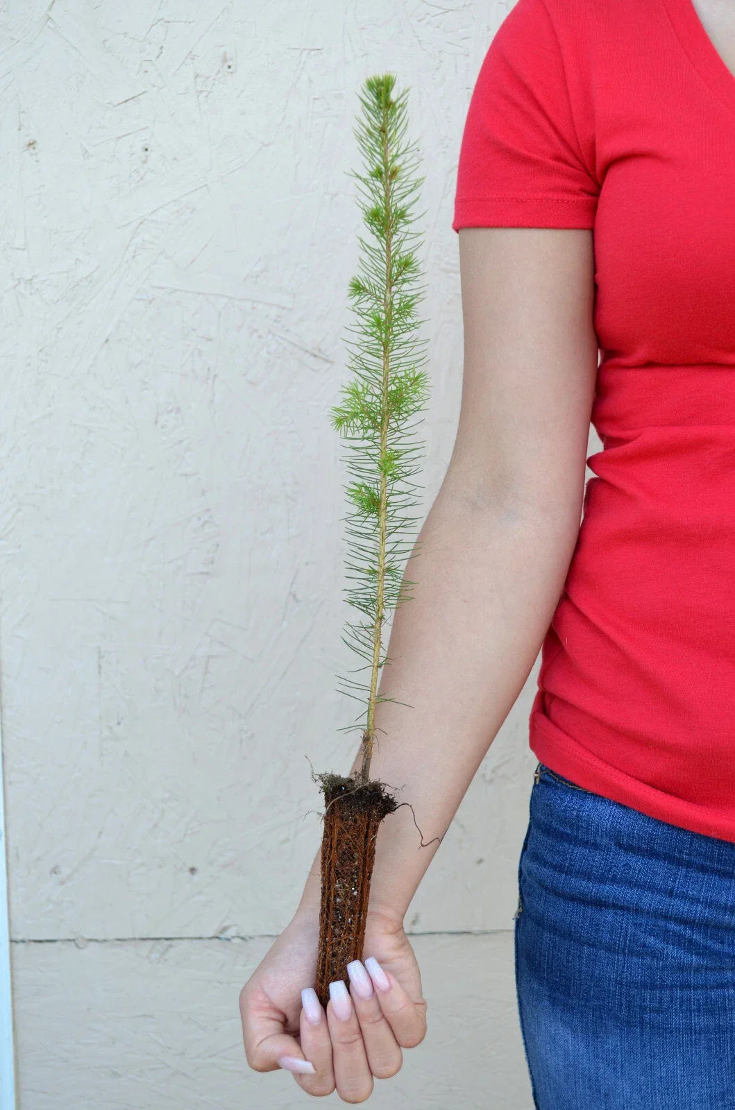 White Spruce Tree Seedling - 11-19 Inches Picea glauca Evergreen for Landscaping & Gardening
