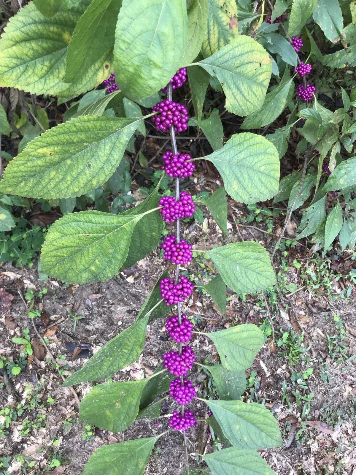 American Beautyberry Live Plant 6-Inch Purple Berries 'Callicarpa americana' - Edible Flowering for Midwest Gardens