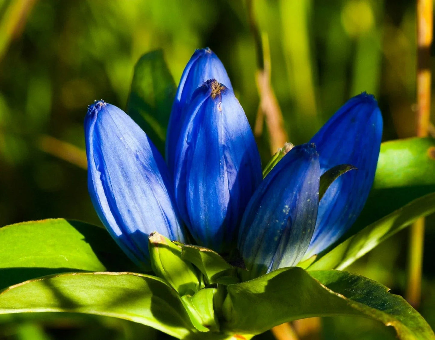 Blue Bottle Gentian Seeds - 200+ Count, Gentiana andrewsii, Perennial Wildflower Seeds for Gardens, Bright Blue Flowers