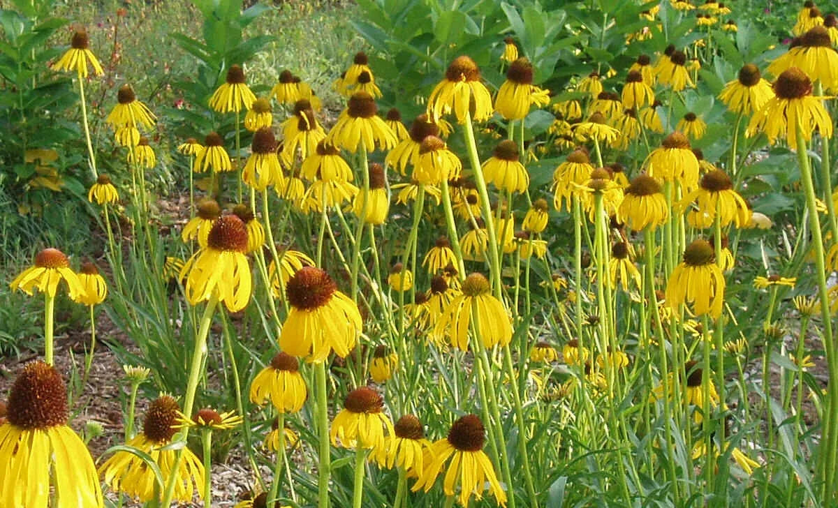 Prairie Coneflower Seeds - 300 Pack Echinacea angustifolia Drought-Tolerant Wildflower Seeds for Xeriscaping & Pollinator Gardens