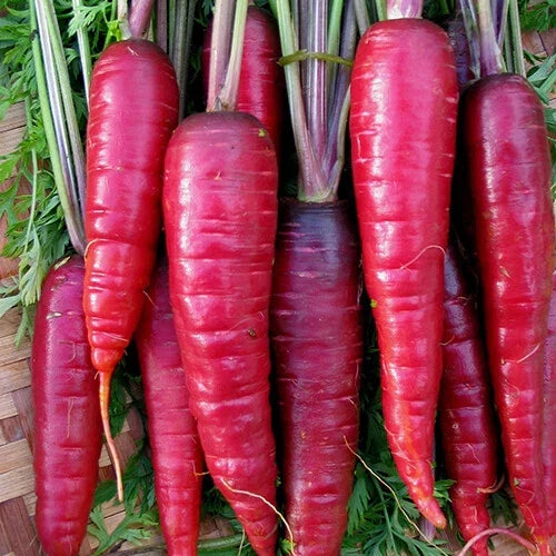 Purple Dragon Carrot Seeds - Heirloom Non-GMO Organic Vegetable Seeds for Home Gardening - Daucus carota