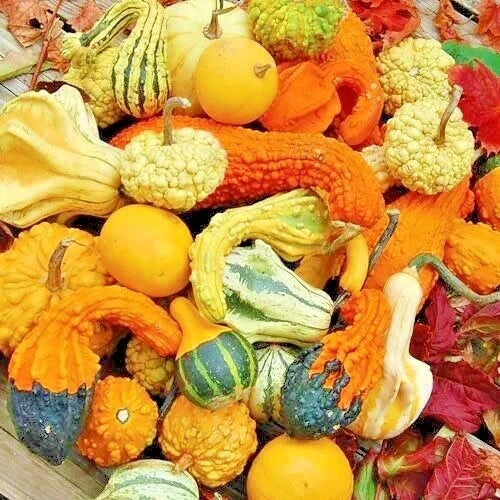 Mixed Gourds Seeds - 30+ Hard Shell Varieties for Autumn Crafts & Decor - Lagenaria siceraria