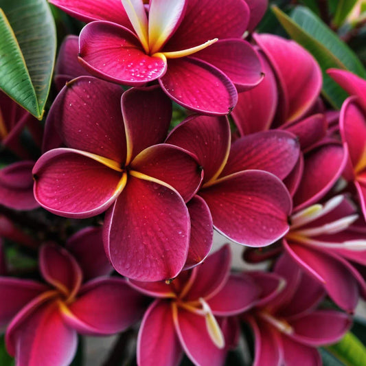 Maroon Plumeria Seeds - 5 Perennial Hawaiian Flower Plants - Plumeria rubra - Tropical Garden, Fragrant, Full Sun, Easy to Grow