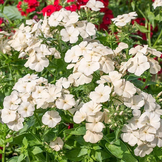 Isabellina Phlox Seeds - 100+ Non-GMO Flower Seeds for Garden Planting - Vibrant Pink, Summer Bloom, Phlox paniculata