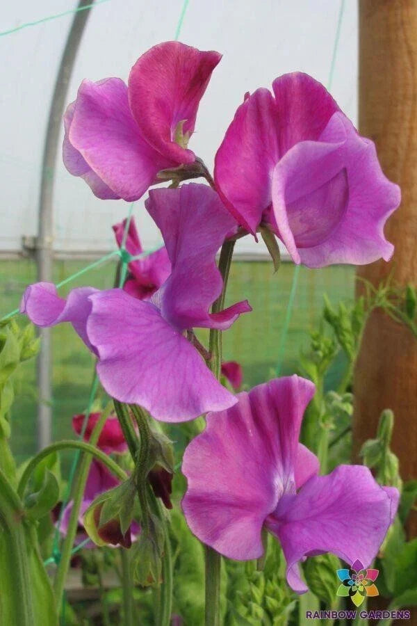 Richard and Judy Sweet Pea Seeds - 50+ Heirloom Lathyrus odoratus for Garden, Climbing Vine, Fragrant Blooms, USA Shipping