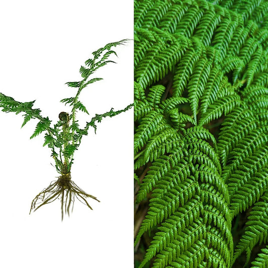 Live 6-Inch Hard Curled Leaf Cyathea Tree Fern Bare Root Plant – Exotic Rare Tropical Fern for Garden Landscaping