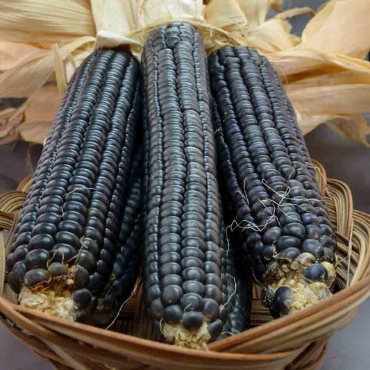 Hopi Blue Corn Seeds - Heirloom Organic Non-GMO Zea mays - 500+ Blue Kernel Seeds for Gardening & Cooking