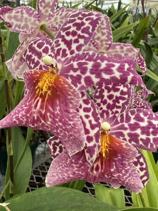 Orchid Plant - Rooted Bulb - Oncidium Variety - Bare Root for Home Decor and Indoor Gardening