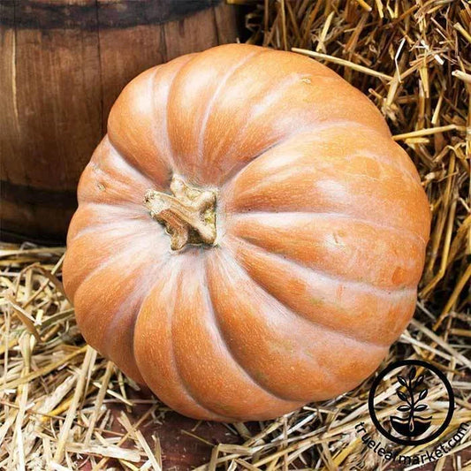 Heirloom Fairytale Pumpkin Seeds - Non-GMO Winter Squash - Cucurbita maxima - Vibrant Orange, Ribbed Texture, Decorative & Culinary Seeds