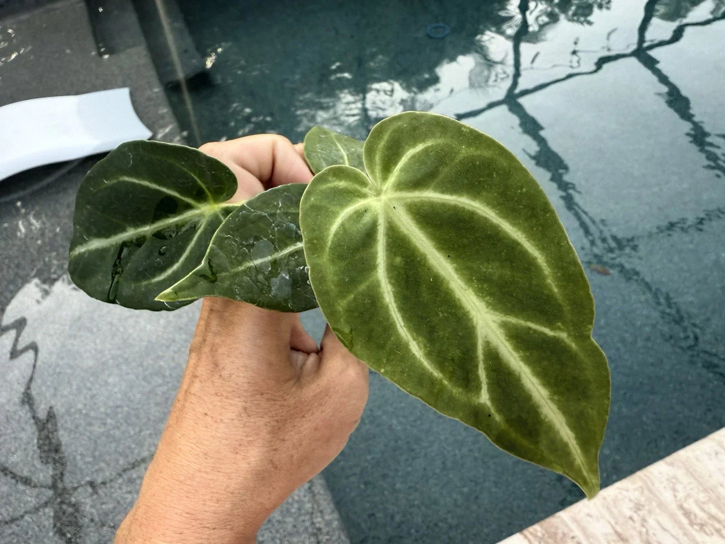 Anthurium Magnificum Plant – Tropical Houseplant with Large Velvety Leaves – Growers Choice – Free Shipping