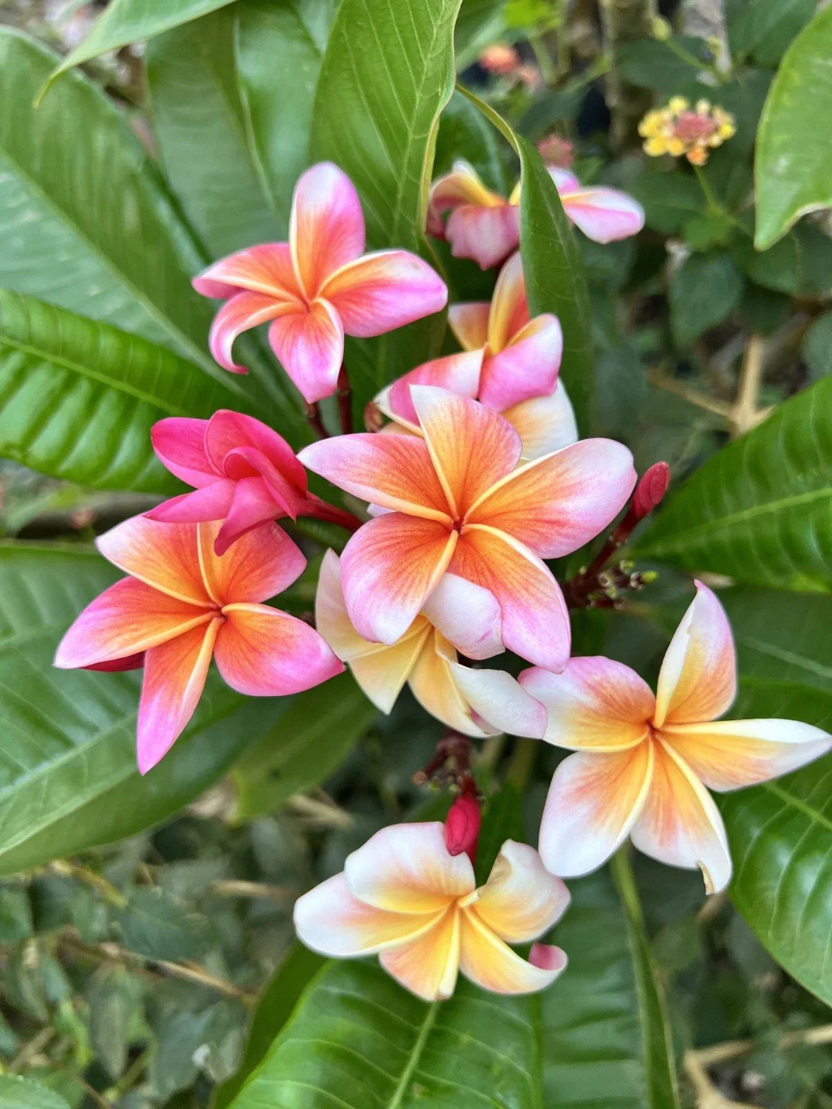 Plumeria Cutting with 2 Grow Tips, Whirlwind Variety, Fresh Propagation, Plumeria rubra Tropical Plant