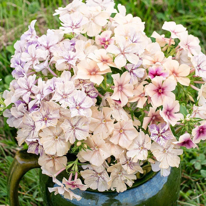 Creme Brulee Phlox Seeds - 100+ Pack, Garden Planting, Phlox paniculata, Vibrant Blooms, Attracts Pollinators, Easy to Grow