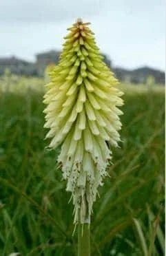 Ice Queen Kniphofia Bare Root Plant - Red Hot Poker Perennial Flowering Plant - Kniphofia uvaria for Borders & Containers