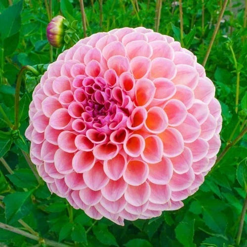 Winnie Dahlia Seeds - Perennial Flower Seeds for Garden Beds & Containers - Dahlia pinnata, Vibrant Blooms, Easy to Grow, 25 Pack