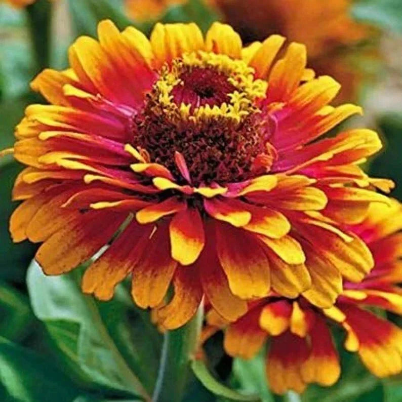 Zinnia Seeds - 50 Organic Zowie Yellow Flame - Bright Yellow Flowering Annual - Zinnia elegans for Gardens & Flower Beds