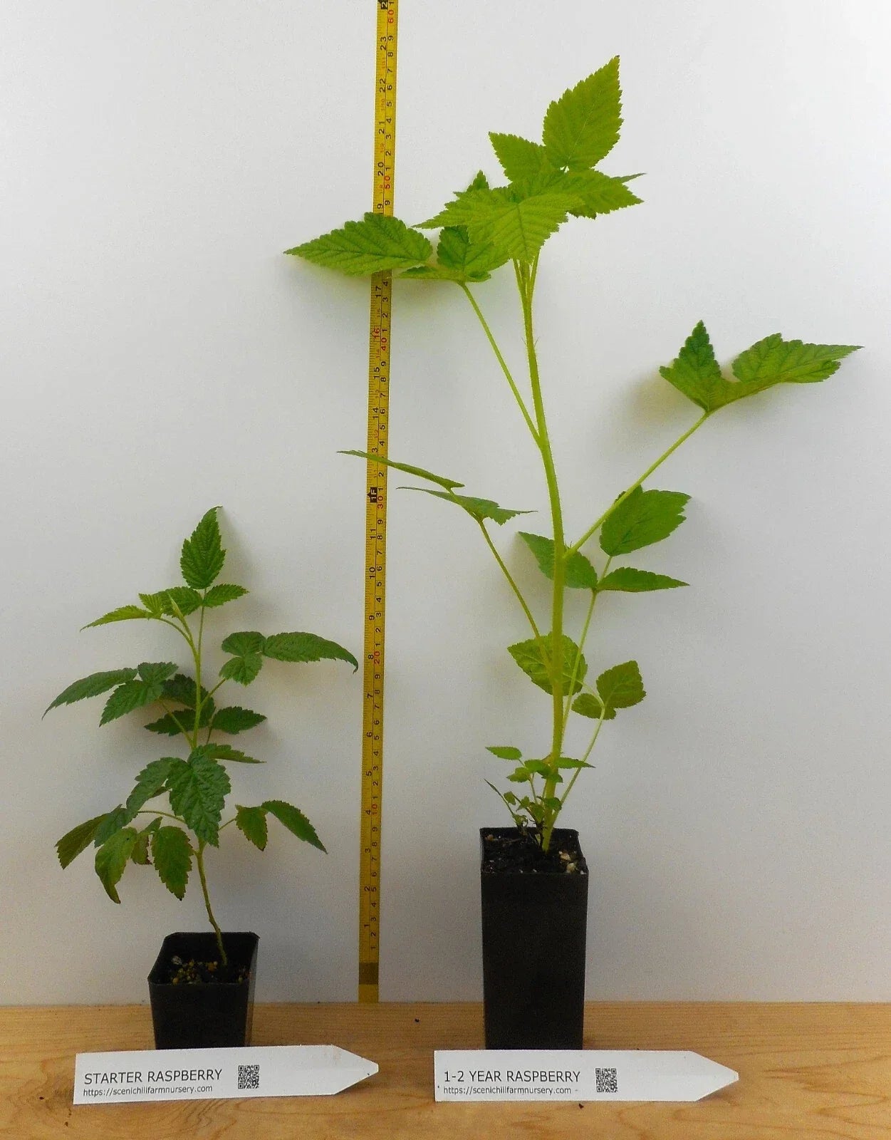 Caroline Ever Bearing Raspberry Potted Plant – Large Sweet Berries – Rubus idaeus 'Caroline' – Perennial Garden Plant
