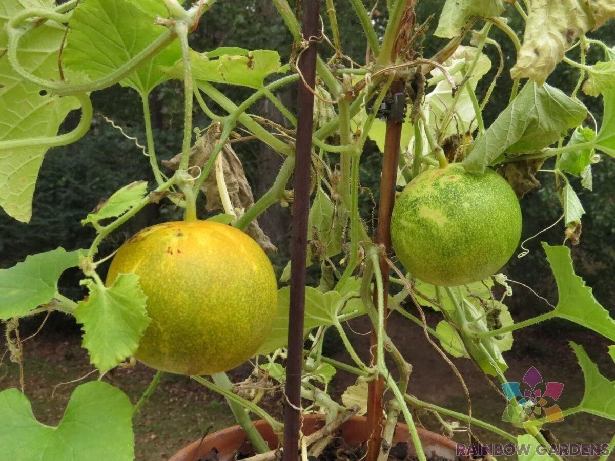 Dosakai Cucumber Seeds - 25+ Pack for Home Garden, Non-GMO, Cucumis sativus, Fast-Growing, Organic, USA Grown, Vining, Container Planting