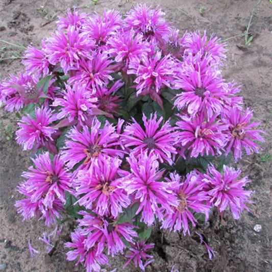 Orchid Bee Balm Seeds - 100 Flower Seeds for Hummingbirds - Monarda didyma - Perennial Garden Flowers for Pollinators