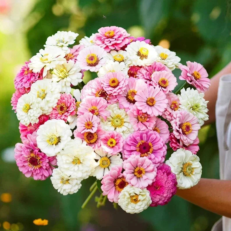 Blushing Bride Zinnia Seeds - 100 Organic Mix for Vibrant Flowers, Zinnia elegans, Easy to Grow, Butterfly Attractant, USA Grown
