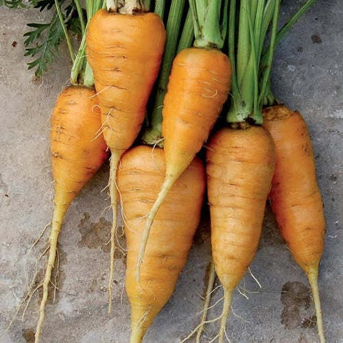 Oxheart Orange Carrot Seeds - Non-GMO Vegetable Garden Seeds - Daucus carota - 150+ Pack for Home Gardens and Containers