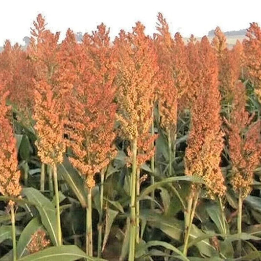 Organic Sorghum Seeds - ROX ORANGE Sweet Sorghum for Syrup, Sorghum bicolor, Non-GMO, 100+ Seeds for Home Garden & Small Farm