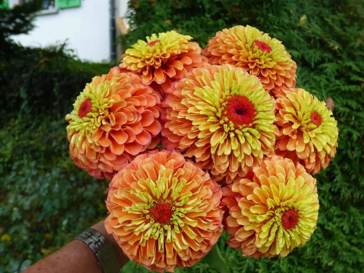 Zinnia Seeds - 100+ Count - Queen Lime Orange - Zinnia elegans - Non-GMO Garden Flowers for Vibrant Outdoor Displays