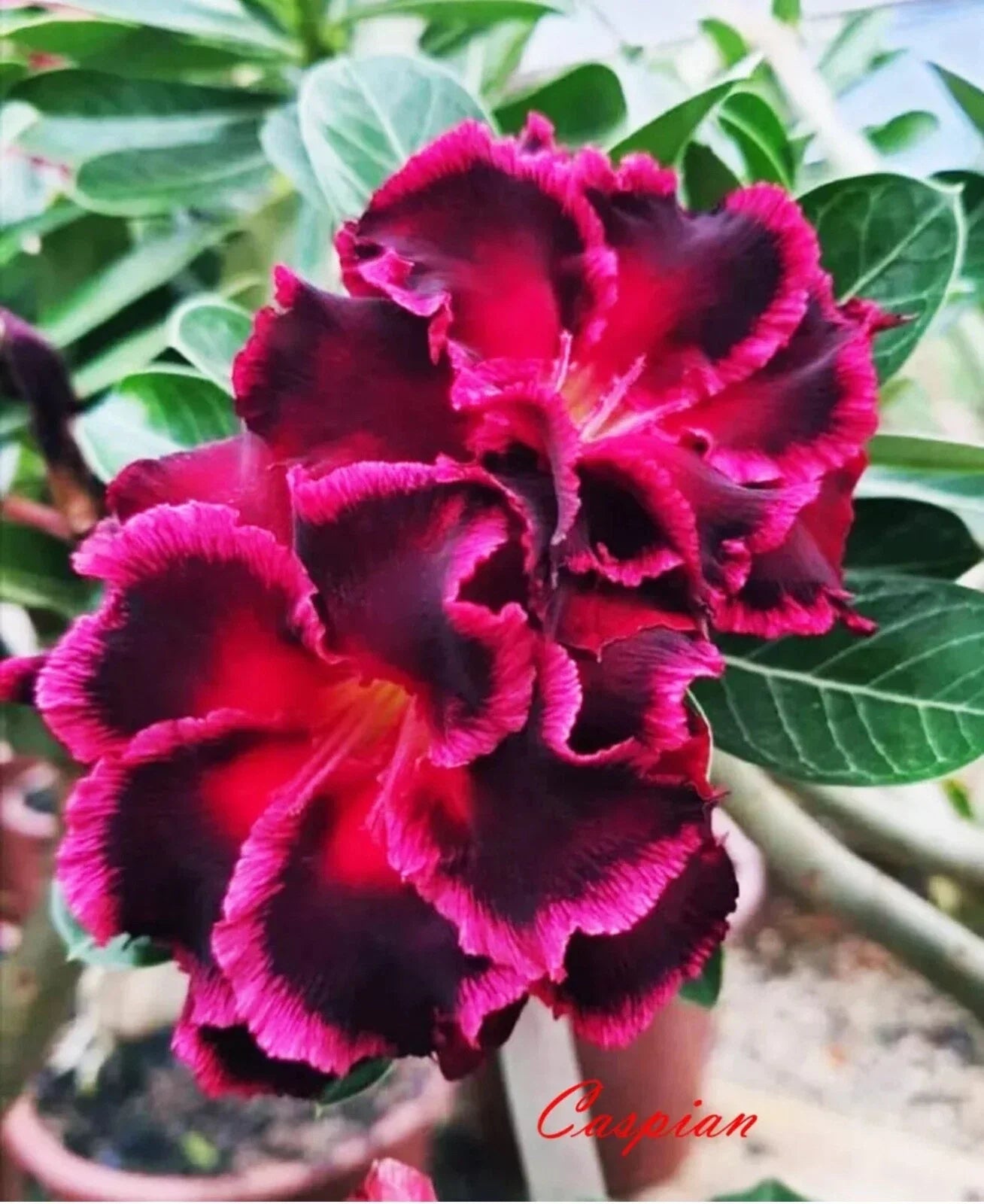 Desert Rose Plant - Small Rooted Seedling - Caspian Variety Adenium Obesum - Vibrant Blooms, Succulent Stem