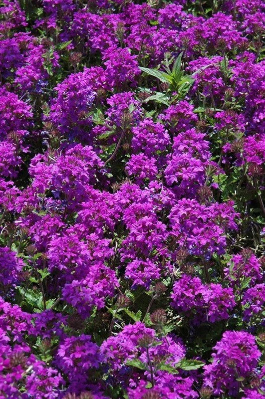 Purple Verbena Plant 4" Pot Homestead Purple, Drought Tolerant, Dark Purple Flowers, Verbena canadensis, Zones 7-10