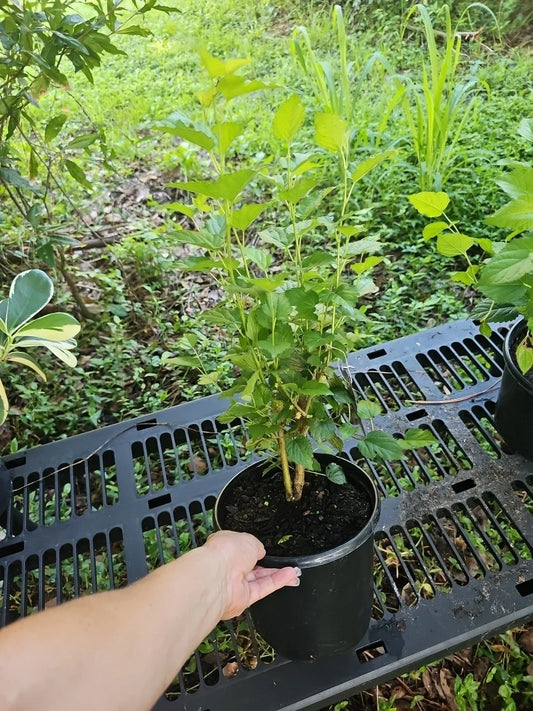 Large Dwarf Black Mulberry Live Plant - Morus Nigra Everbearing Hardy Fruit Tree for Home Gardens