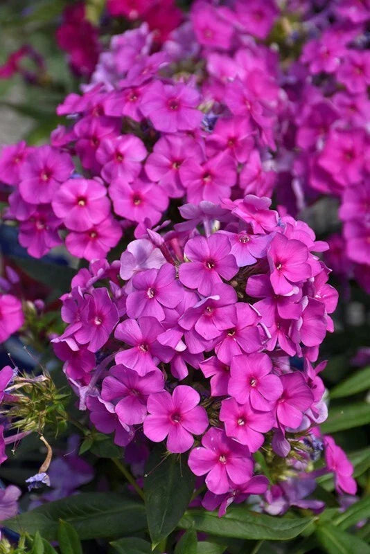 Purple Flame Phlox Seeds - 100+ Pack, Vibrant Purple Flowers, Perennial, Phlox paniculata, Garden Planting, Attracts Pollinators
