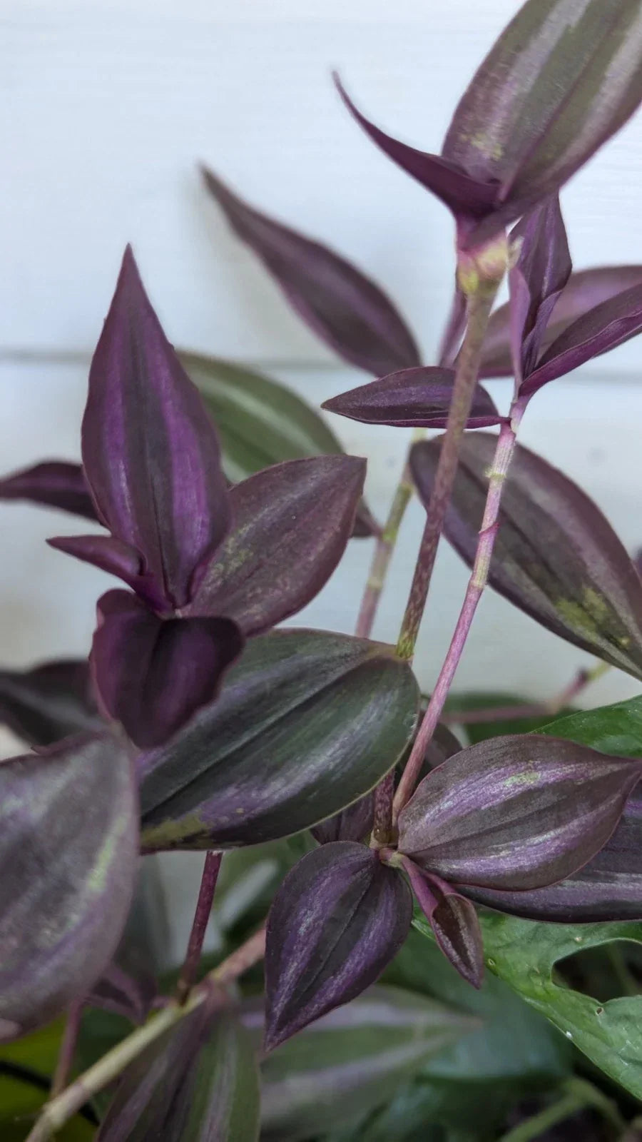 Rare Tradescantia "Burgundy" Cuttings – 3-4 Inch Indoor Houseplant Propagation Set of 8