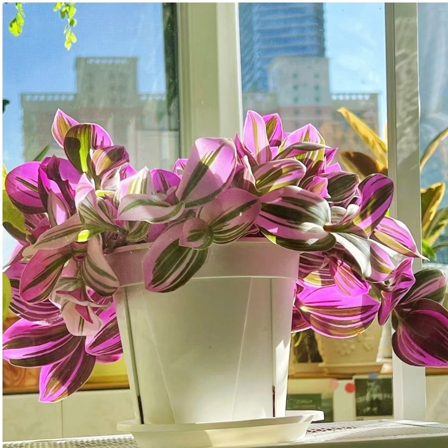 Unrooted Tradescantia Nanouk Cuttings 3-4” Rare Pink Wandering Jew Plant for Indoor Gardening and Plant Lovers