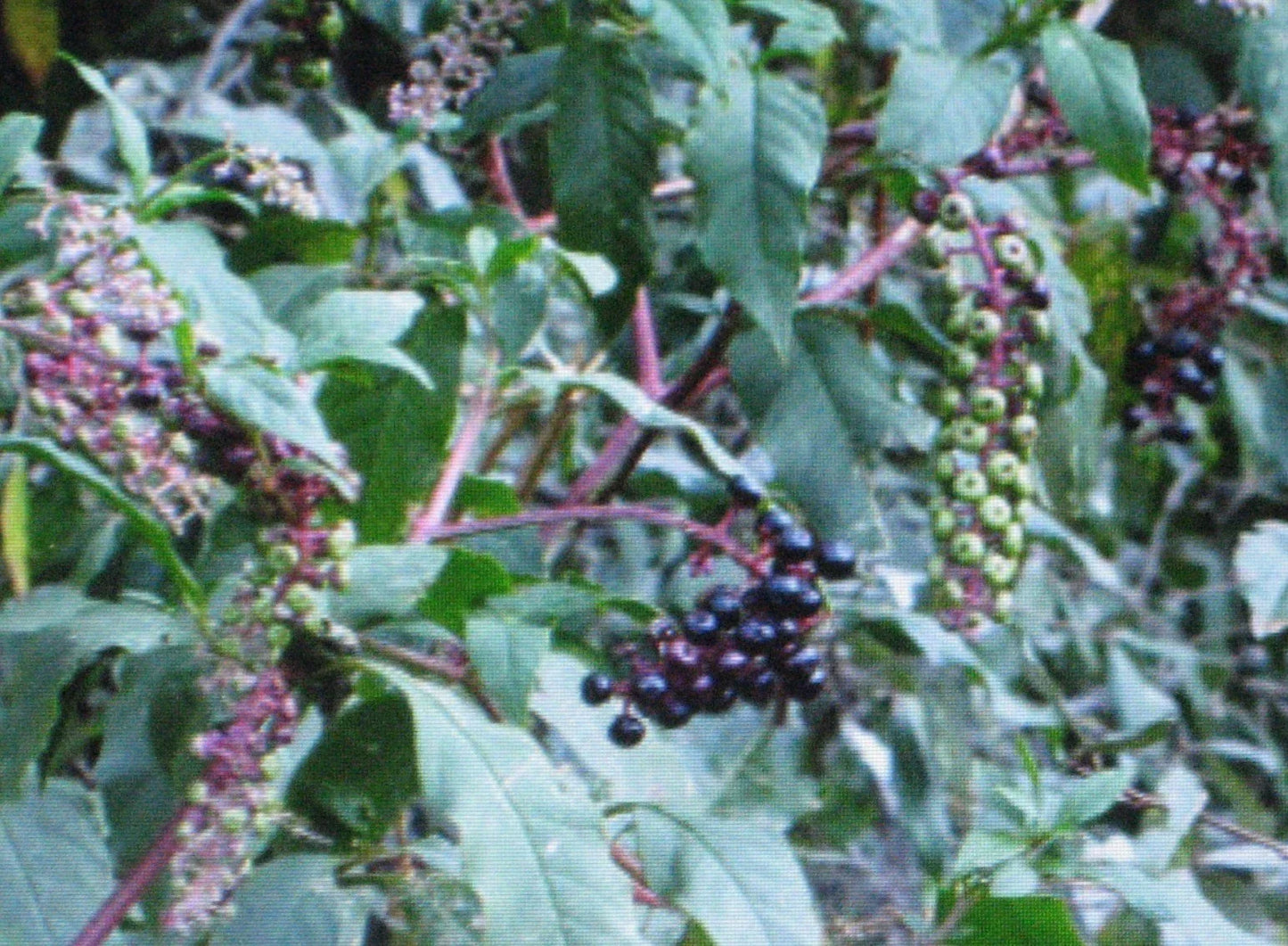 Pokeberry Plant 4" Pot Phytolacca americana Edible Poke Sallet Ornamental Garden Plant