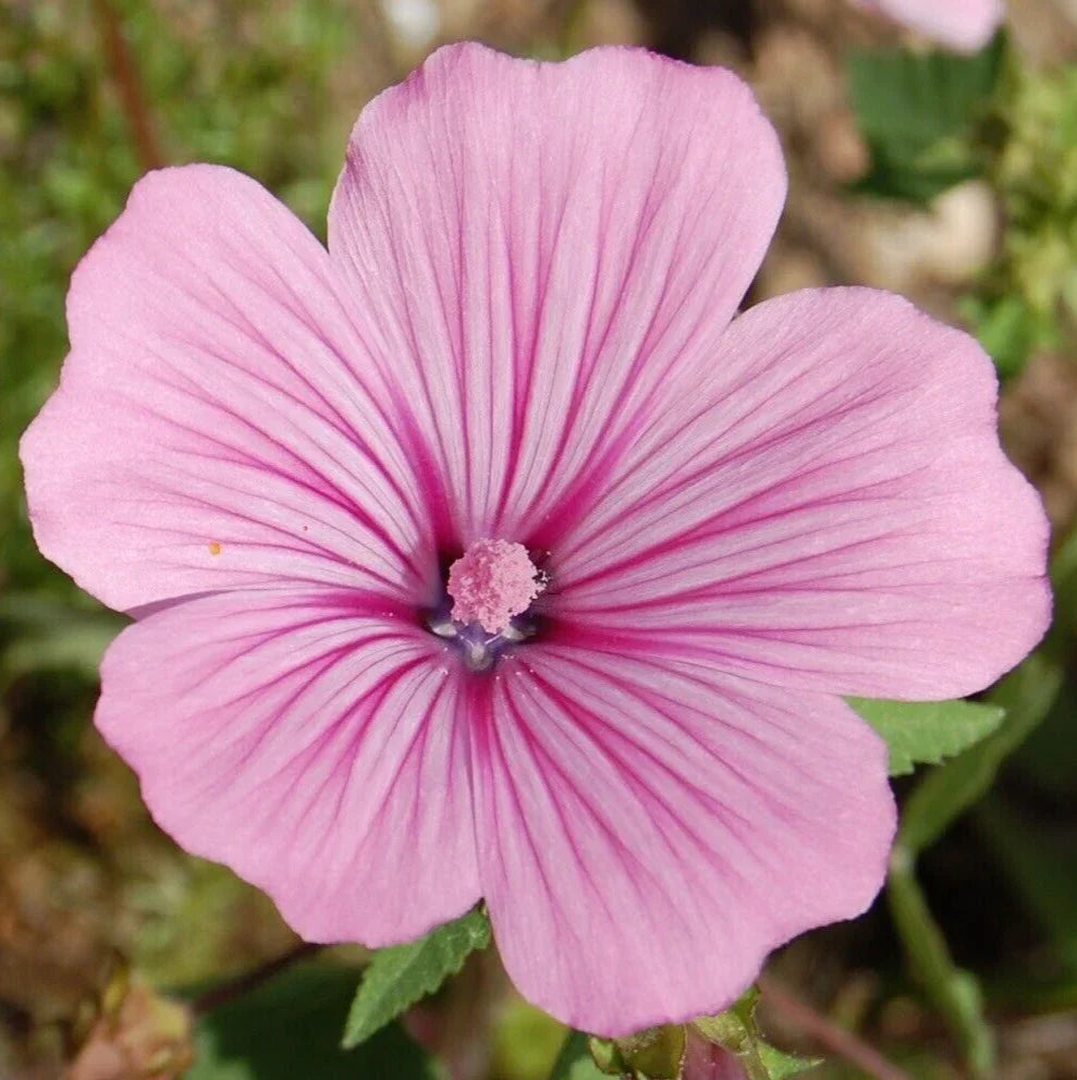 Rose Mallow Seeds, Pink Lavatera Trimestris, Annual Flower Seeds for Garden, Wildflower, Butterfly & Bee Attractant, 400+ Seeds