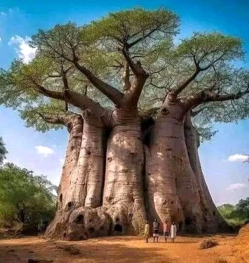 Baobab Seeds 5 Pack - Adansonia digitata Tree of Life Rare Bonsai Plant Seeds for Indoor & Outdoor Gardening