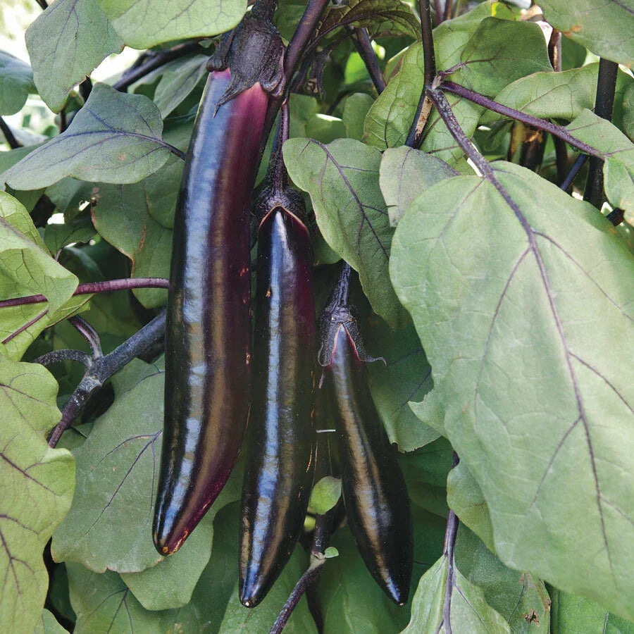 Shikou Eggplant Seeds - Solanum melongena - Gourmet Dark Purple Fruit for Home Gardening & Containers