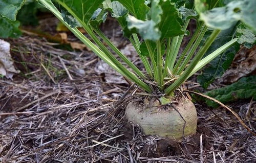 Heirloom Sugar Beet Seeds 500+ | Non-GMO Beta vulgaris for Cooking, Baking & Wildlife Attraction