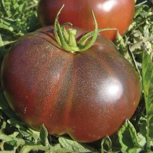Black Krim Tomato Seeds - Heirloom, Non-GMO, Solanum lycopersicum, Packaged Seeds for Home Garden, Salad, Sauce, Salsas