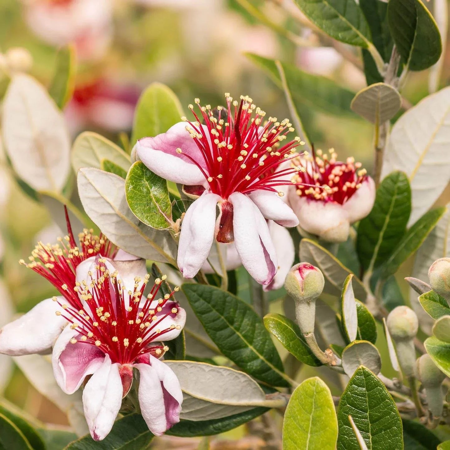 Pineapple Guava Seeds - 50+ Feijoa sellowiana Perennial Shrubs for Garden Planting, Edible Fruit, Non-GMO, USA Grown