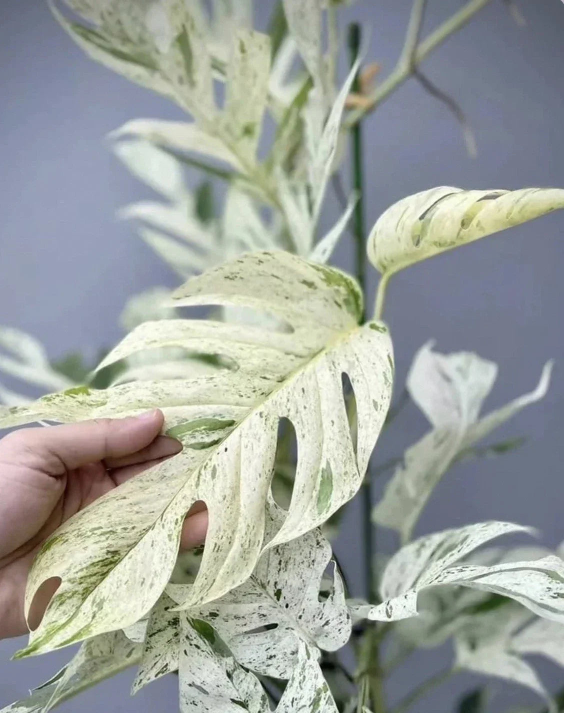Epipremnum Pinnatum Marble Cutting | Rare Marble Pothos Indoor Houseplant | Variegated Green and White Foliage