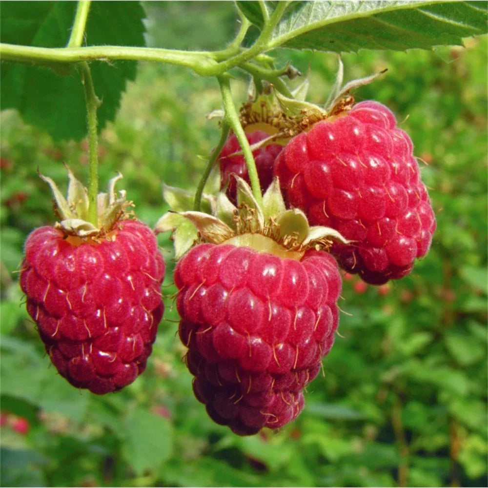 Giant Sweet Tulameen Raspberry Seeds – Rubus idaeus – Perennial Fruit Seeds for Home Garden, Containers, Rich in Antioxidants & Fiber