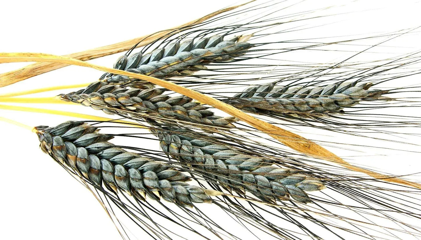 Einkorn Wheat Seeds - 1000+ Heirloom Organic Non-GMO Triticum monococcum for Planting, Ancient Grain, Nutritious, Easy to Grow