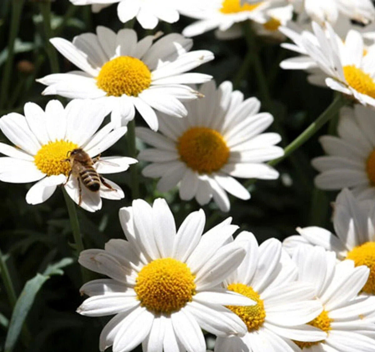 Ox Eye Daisy Seeds 500+ Perennial Leucanthemum vulgare for Bees and Butterflies, Pollinator Garden Seeds
