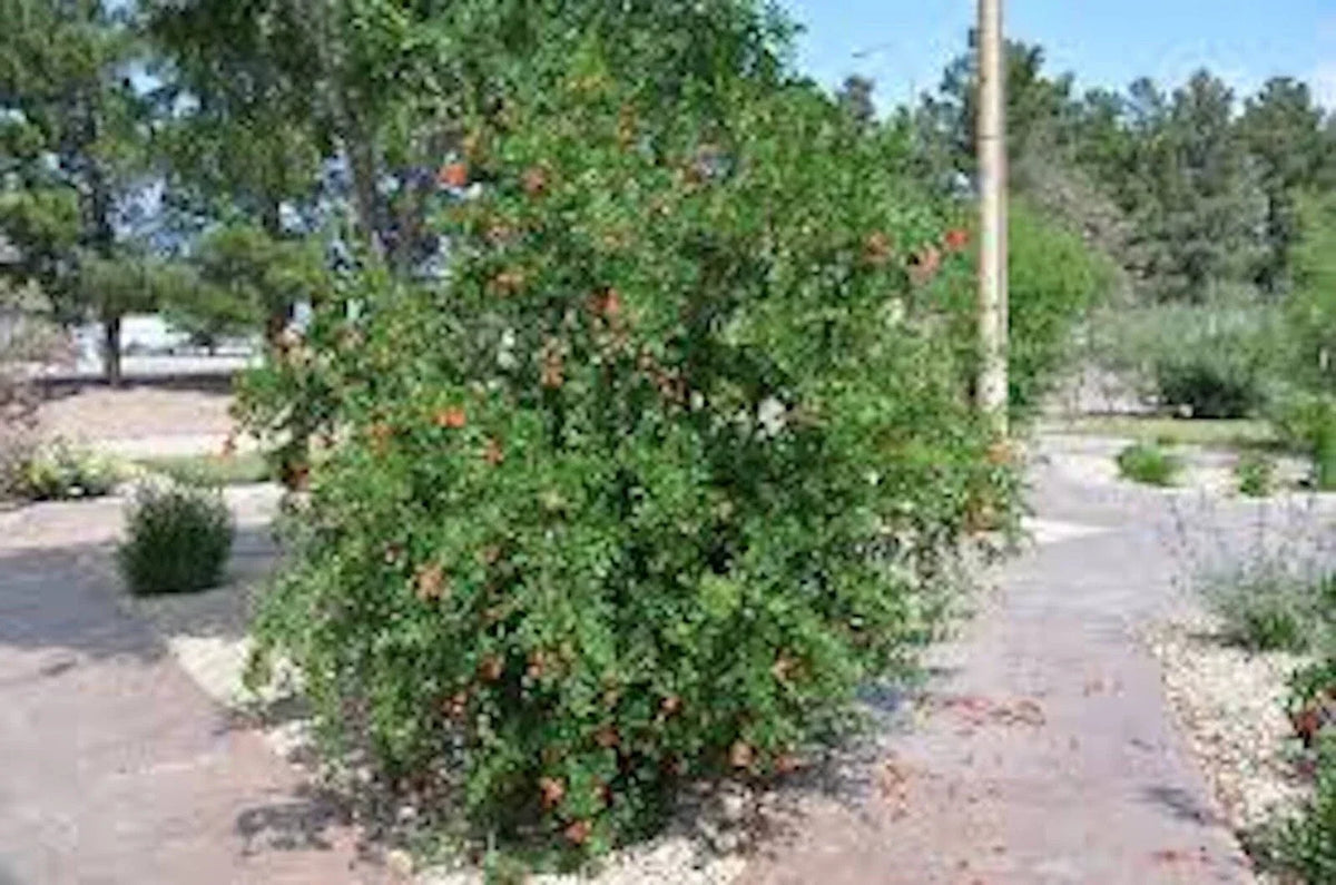 Pomegranate Tree Starter Plant 5" Edible 'Wonderful' Punica granatum - Fruit-Bearing Deciduous Shrub for Zones 7-11