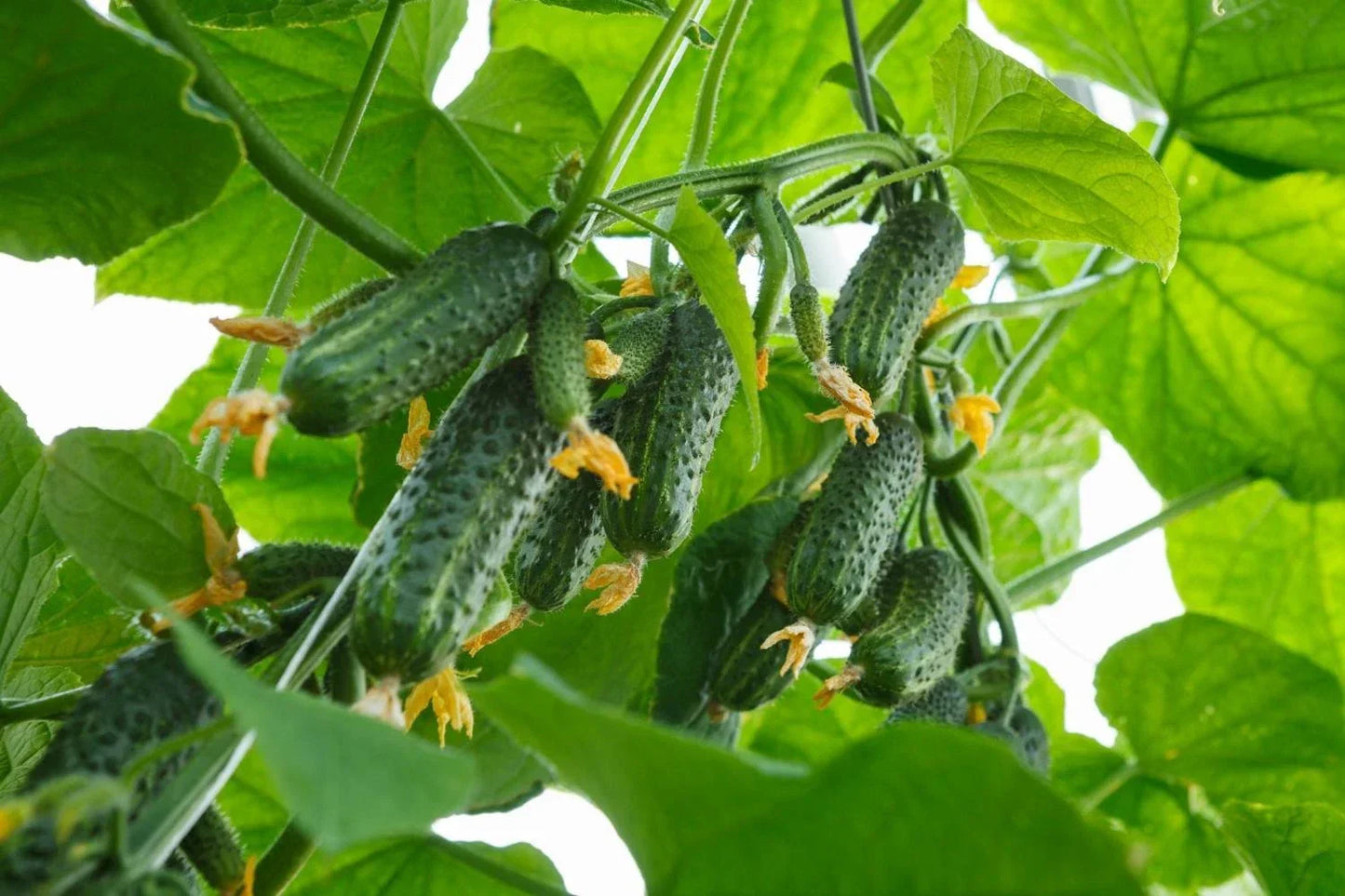 Boston Pickling Cucumber Seeds – Heirloom Cucumis sativus for Home Garden, Container Growing, 50+ Non-GMO Seeds