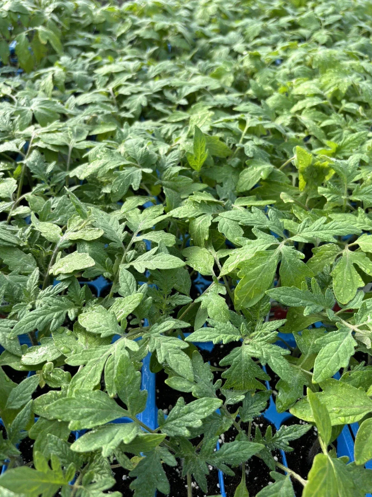 Beefsteak Tomato Live Plants 4 Pack | Heirloom Solanum lycopersicum | Juicy, Large-Flavor Vegetables for Garden or Containers